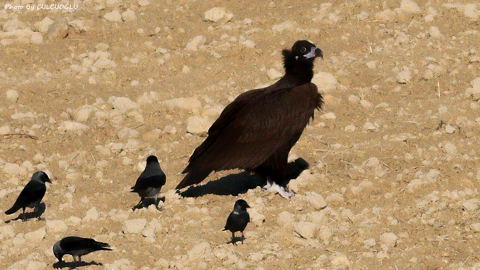 Cinereous Vulture